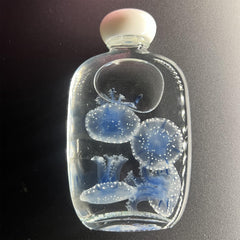 Preserved Papua Jellyfish Wet Specimen Set – Apothecary Bottle